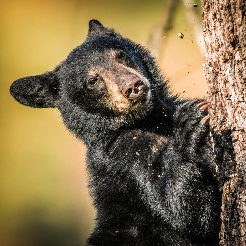 Black Bears