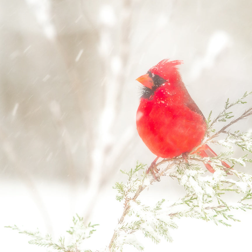 Cardinals in the Snow