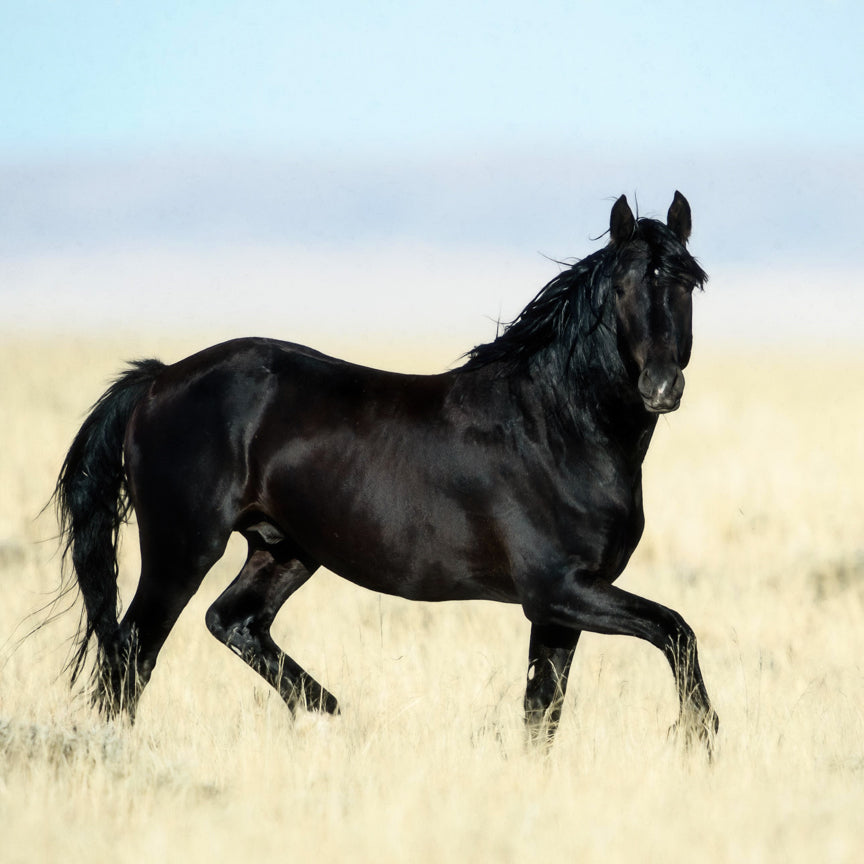 Horses in the Wild