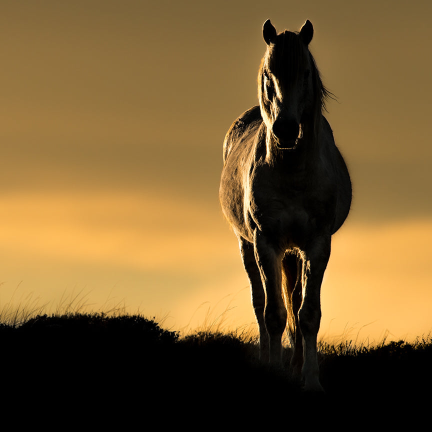 Horses in the Wild