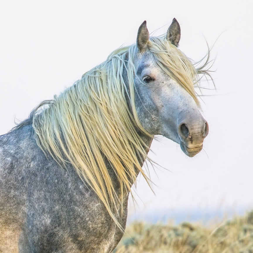 Horses in the Wild