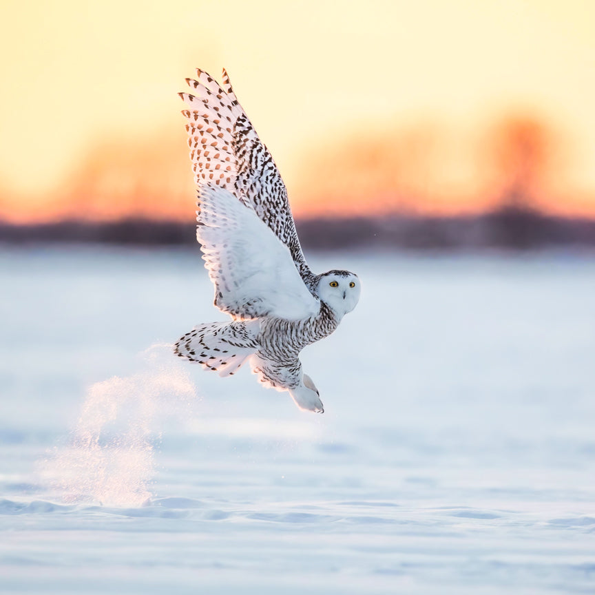 Snowy Owls