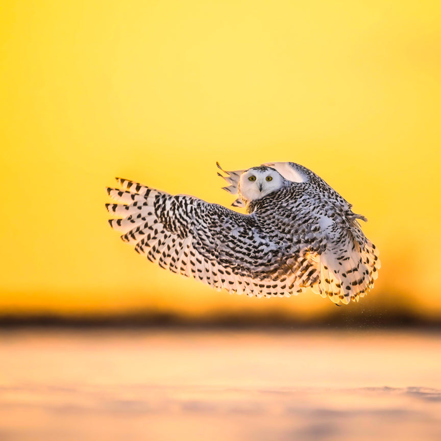 Snowy Owls