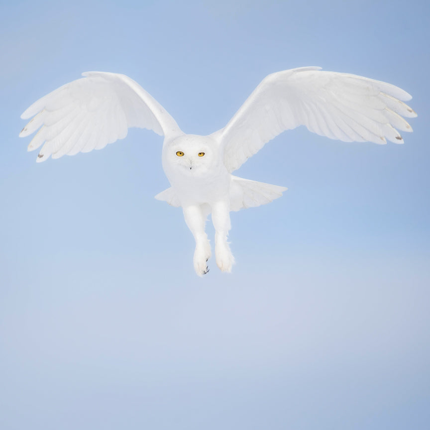 Snowy Owls