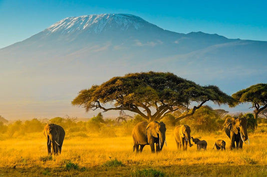 Kilimanjaro Sunrise