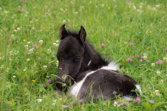 Playful Meditation