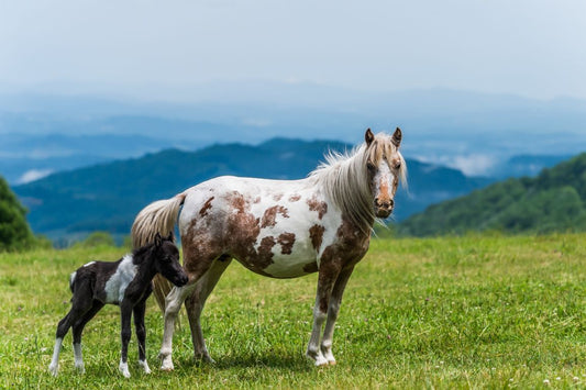 Grayson’s Carnelian and Foal