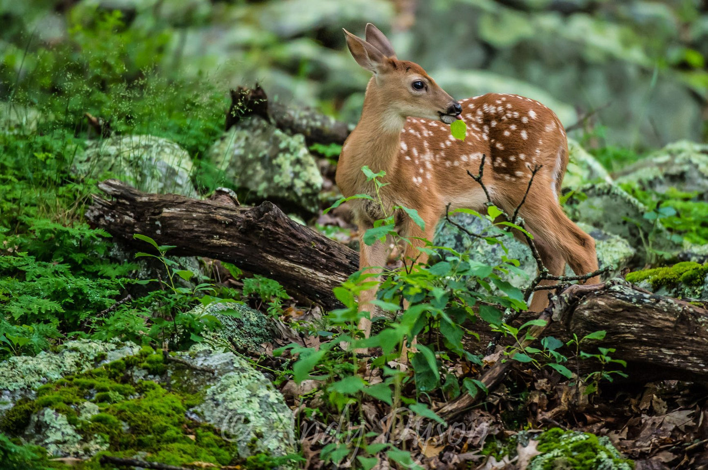 Fawn in the Forrest II