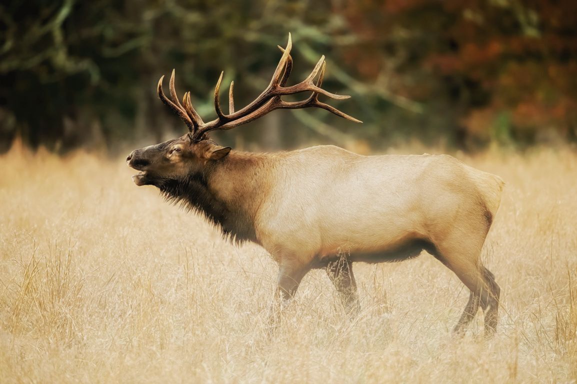 Return to Cataloochee