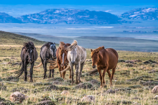 Winds of the High Plains