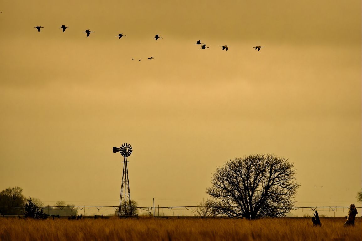 Heading to Roost