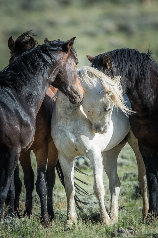 Bad Boys of the High Plains