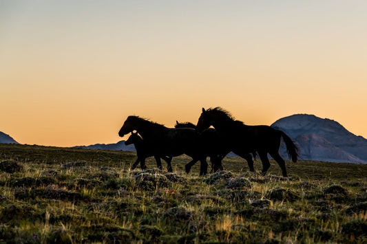 Dawn on the High Plains