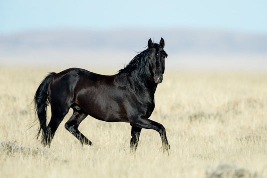 Black Beauty