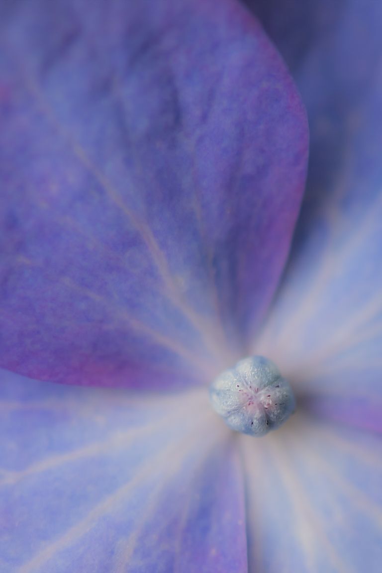 Lacecap Hydrangea