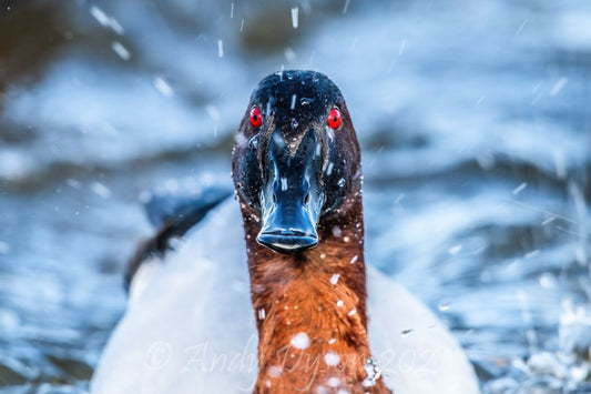 Canvasback Splash