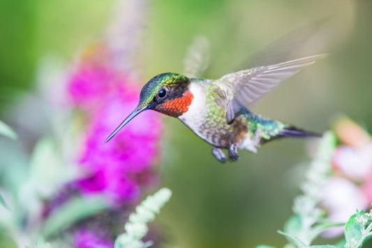 Ruby Throated Hummingbird