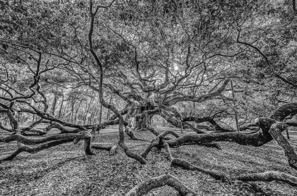 Angel Oak 2