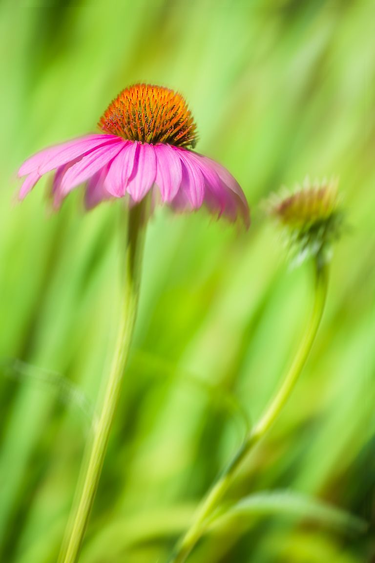 Dancing Coneflower