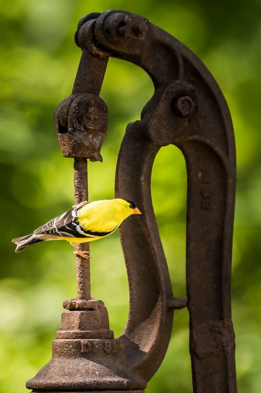 American Goldfinch