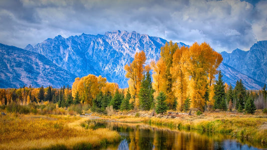 Schwabacher's Cotton Woods