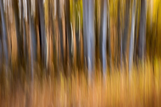 Aspens in Abstract II