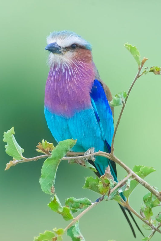 Lilac Breasted Roller