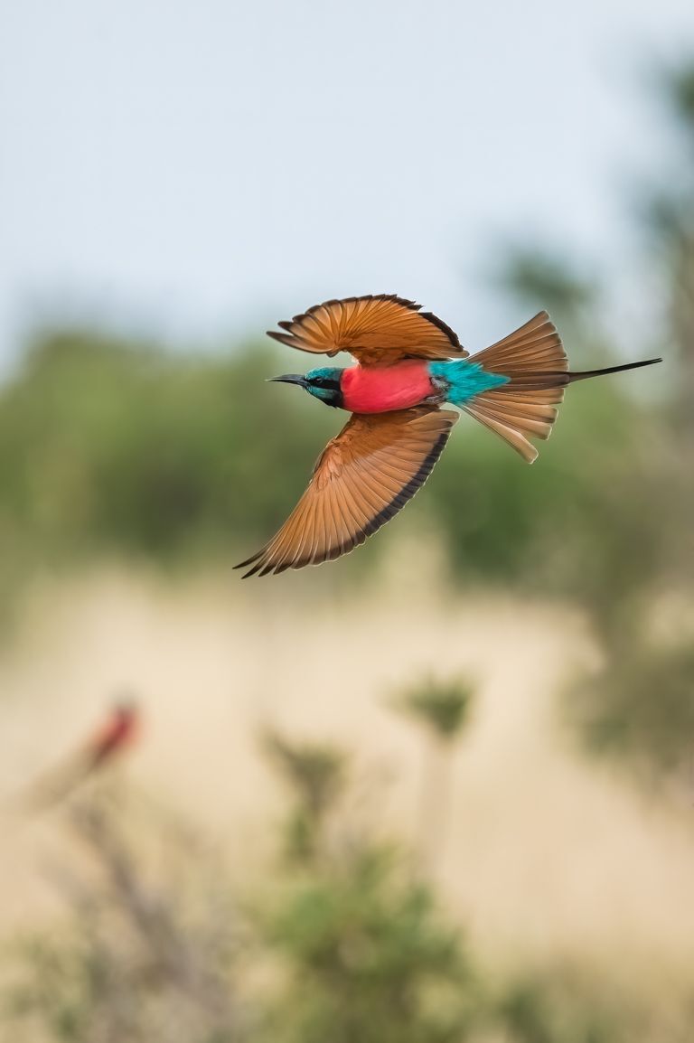 Northern Carmine Bee-eater II