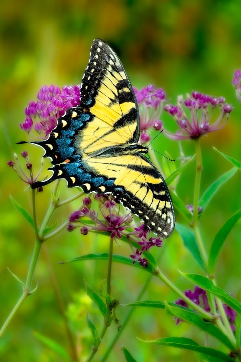 Eastern Tiger Swallowtail