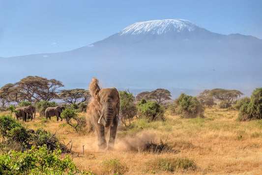 Keeping Cool, Blowing Dust