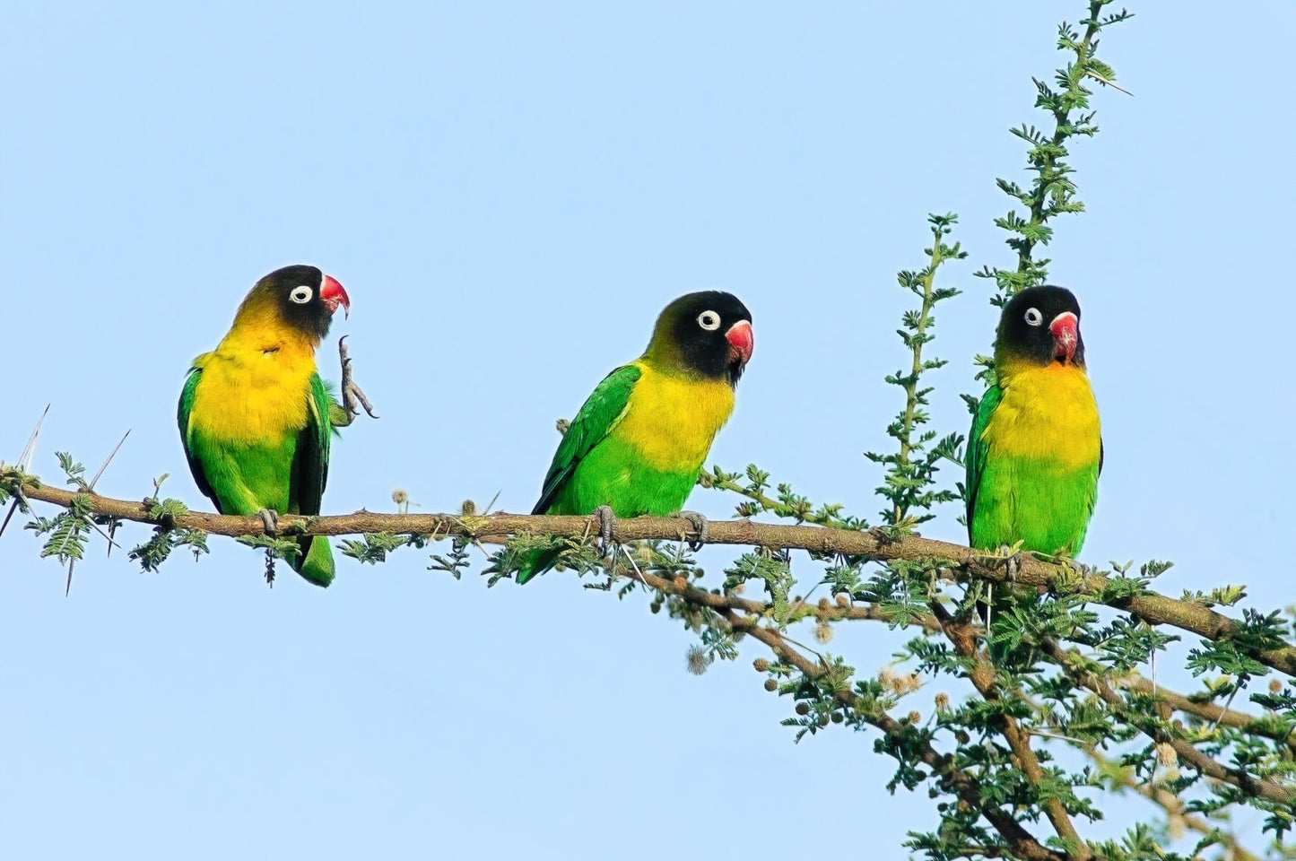 Yellow-Collared Lovebirds