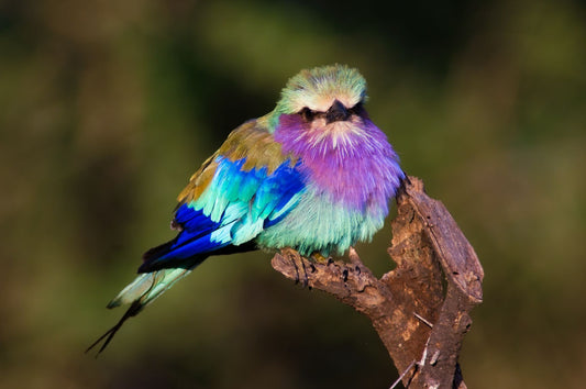 Rainbow in the African Sky