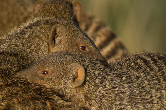 Banded Mongoose