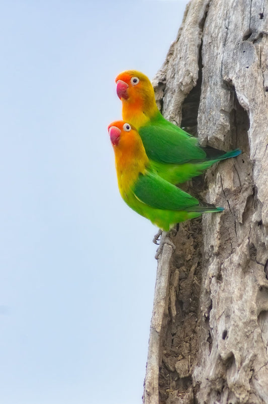 Fischer's Lovebirds