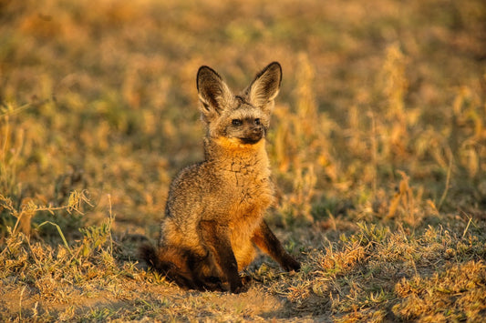 Bat-eared Fox