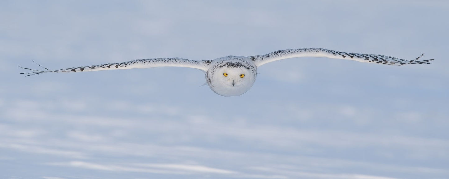 Artic Glider