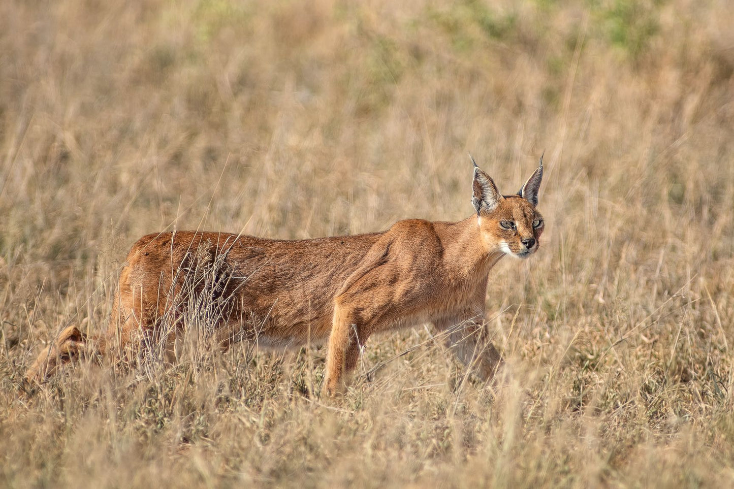 Caracal