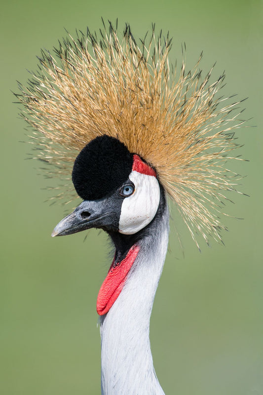 “Odette” Gray-Crowned Crane