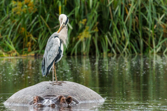 The Hippo Pool