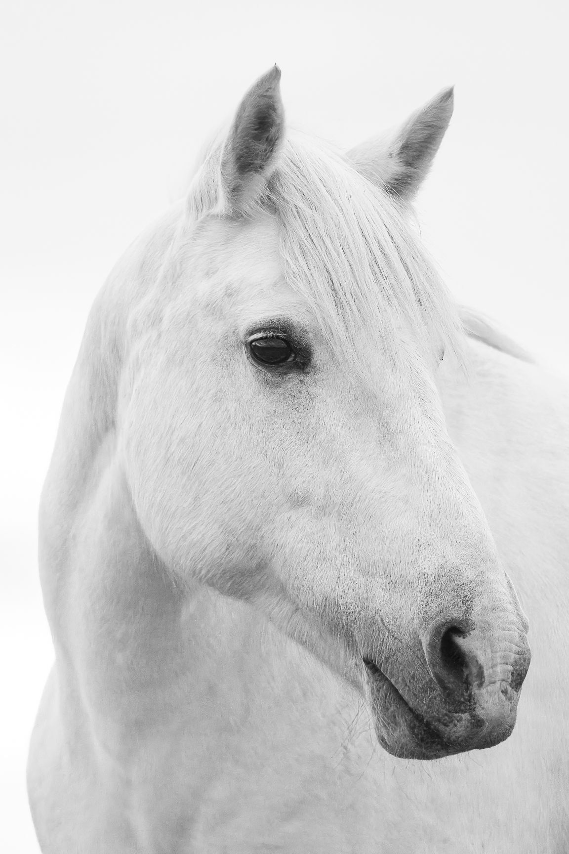 Cheval Blanc de Camargue