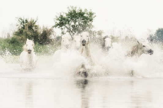 Racing the Camargue