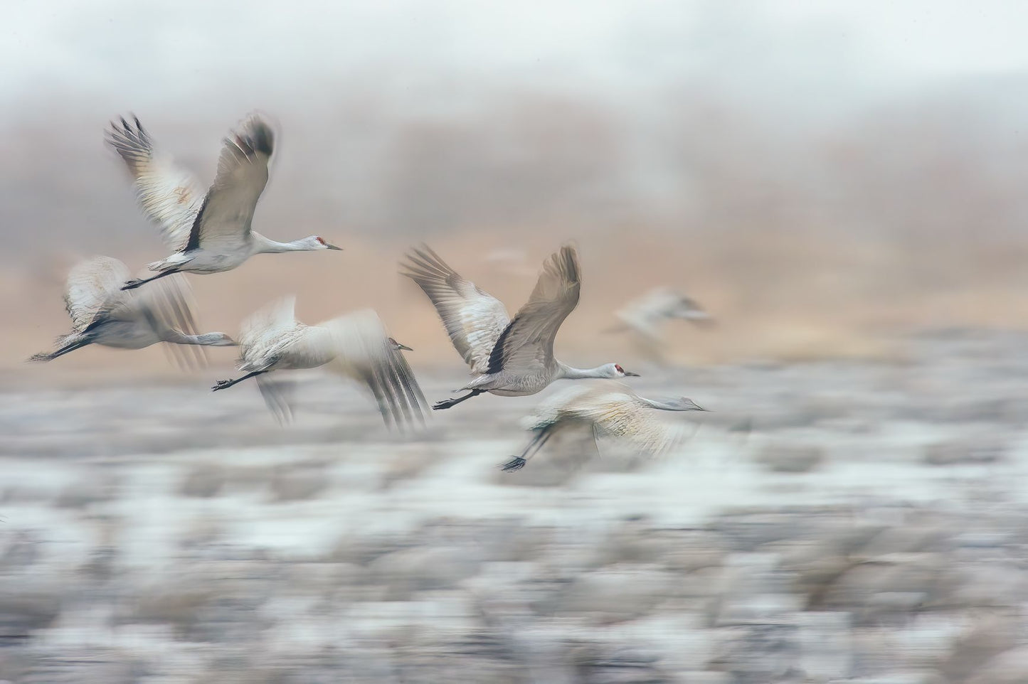 Early take off of the Sandhill Cranes