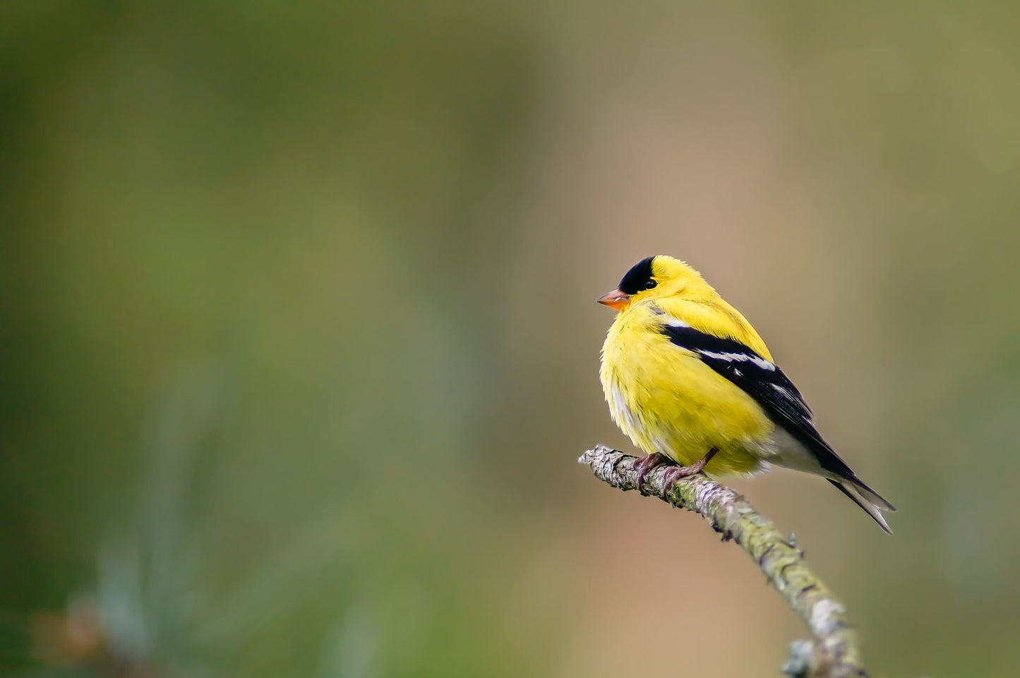 Goldfinch