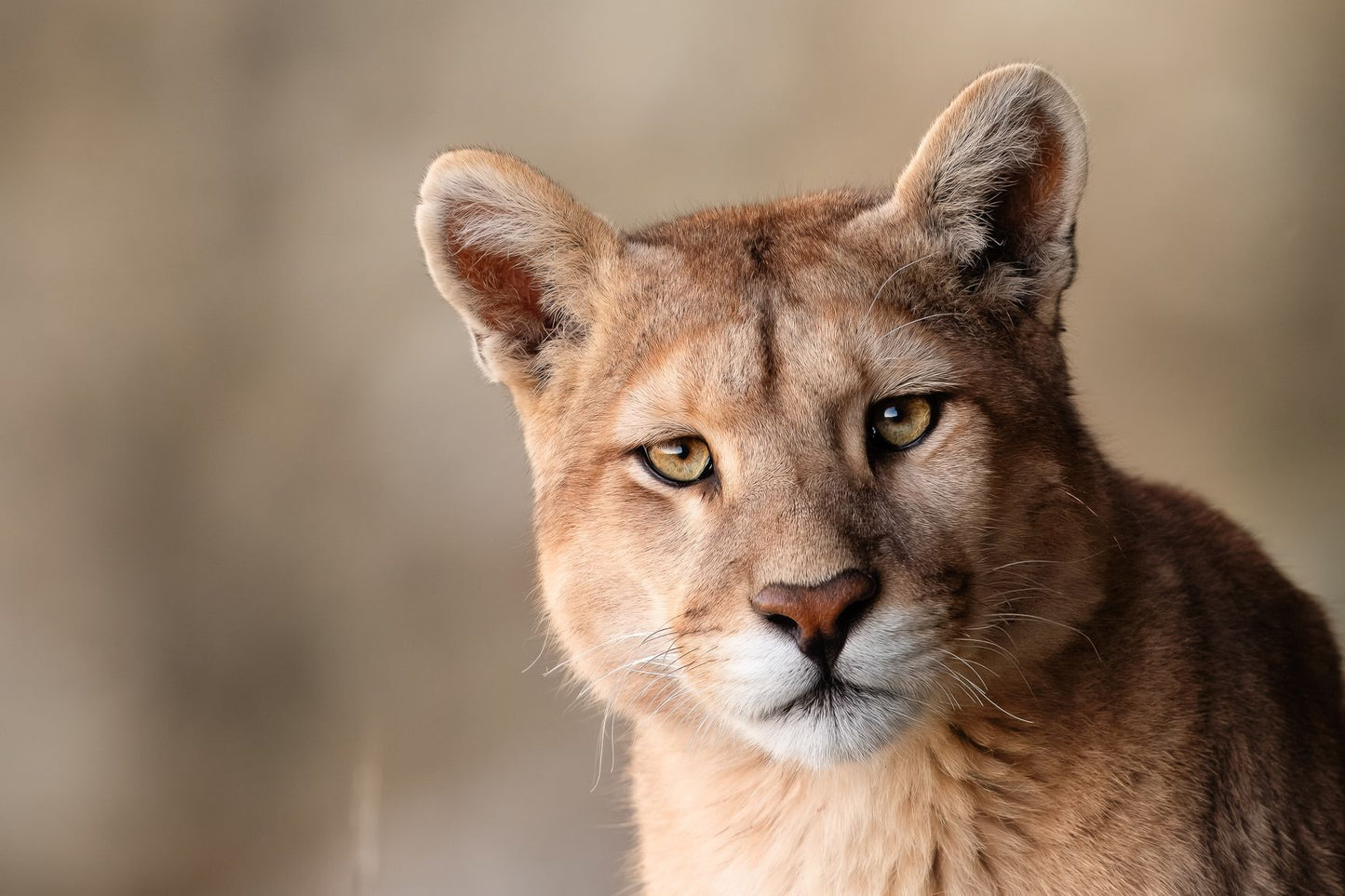 Patagonia Puma