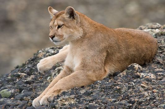 Puma on the Rocks