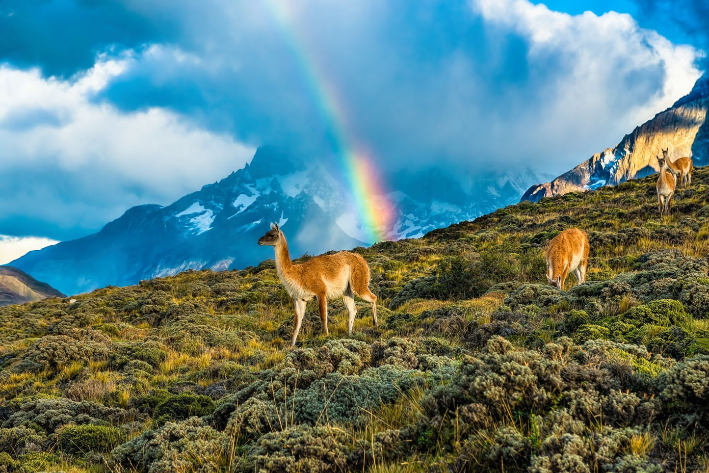 Guanacos