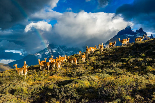 Guanacos II