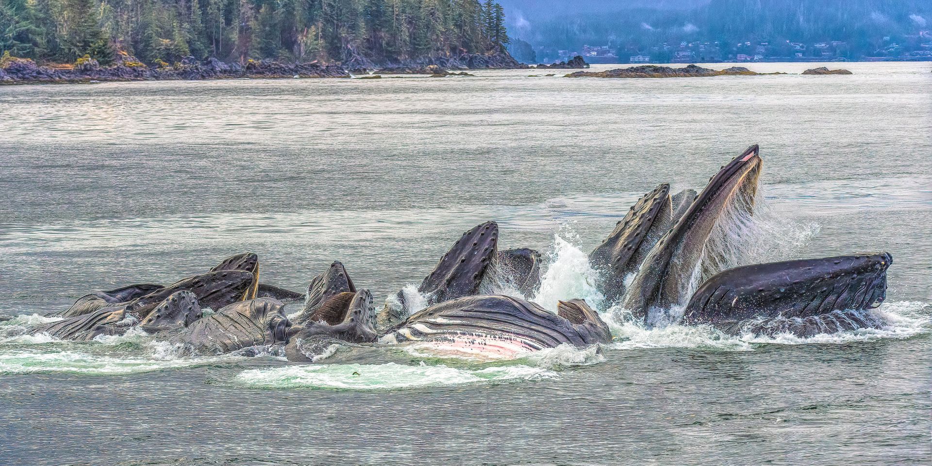 Humpback Bubble Netting – Reflections of Nature