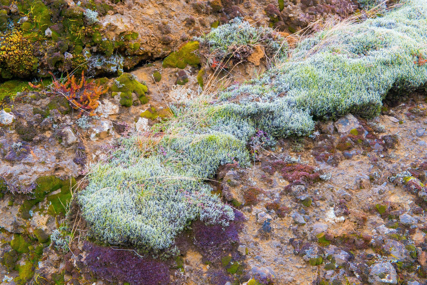 Icelandic Moss