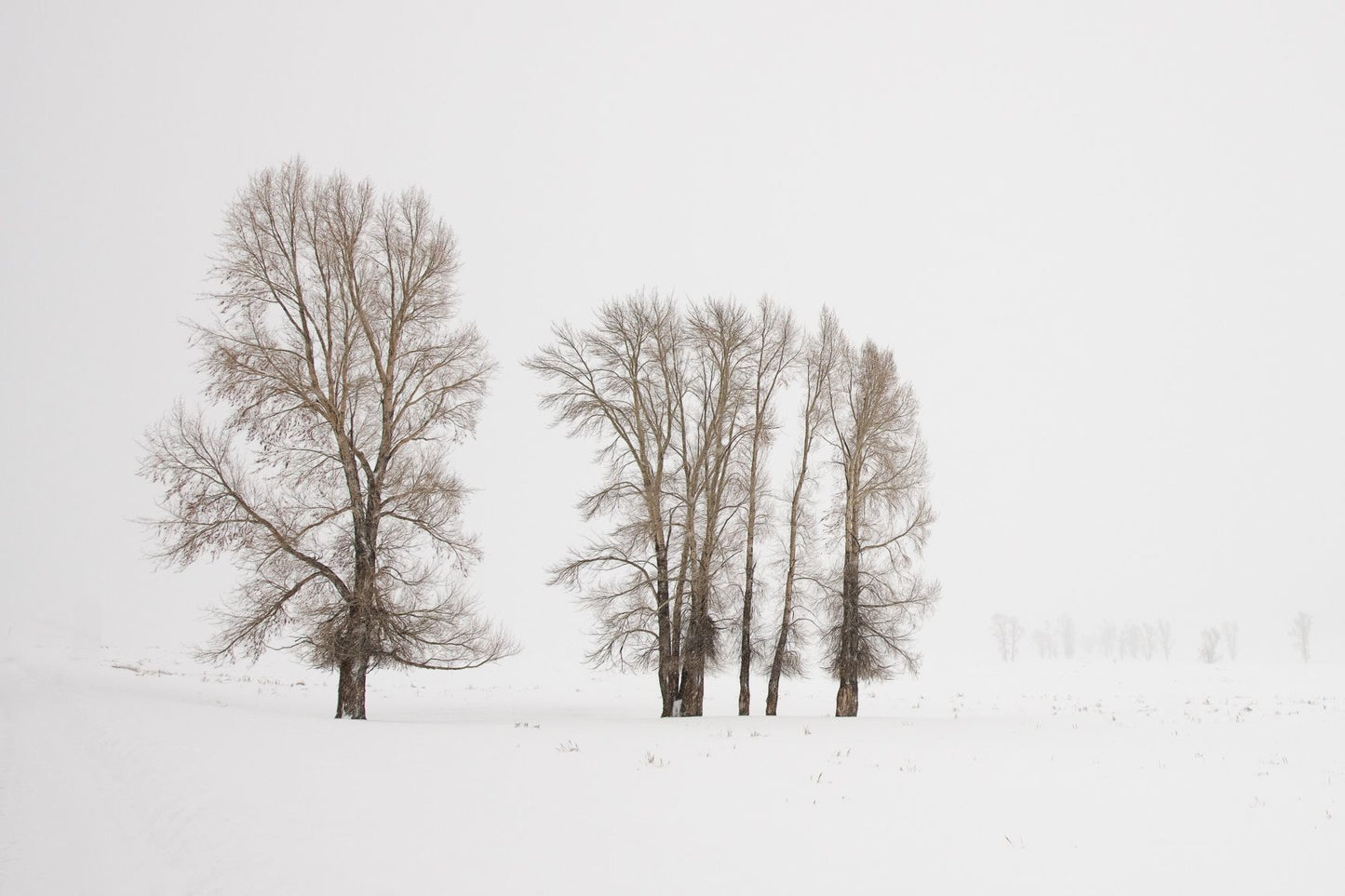 Standing Tall in Lamar Valley